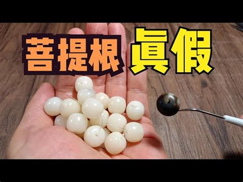 綠菩提功效|綠菩提根功效大揭秘